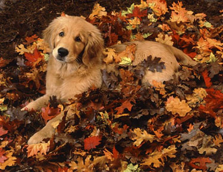  Our Must Have Fall Yard Clean Up Tips