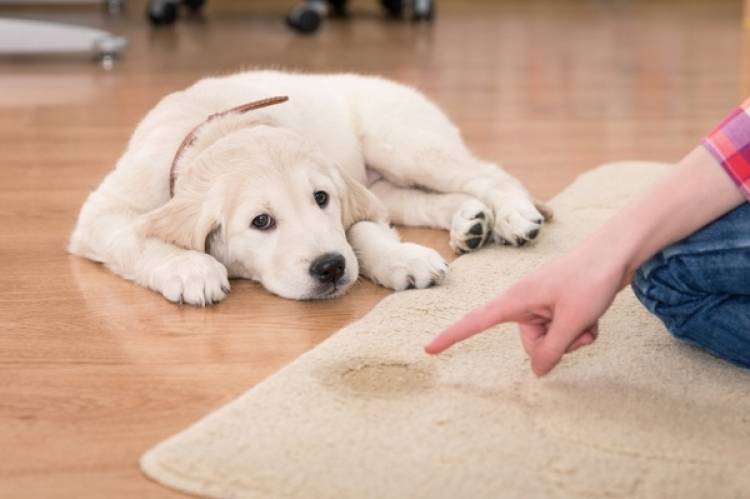 Remove these 5 common carpet stains before the holidays!